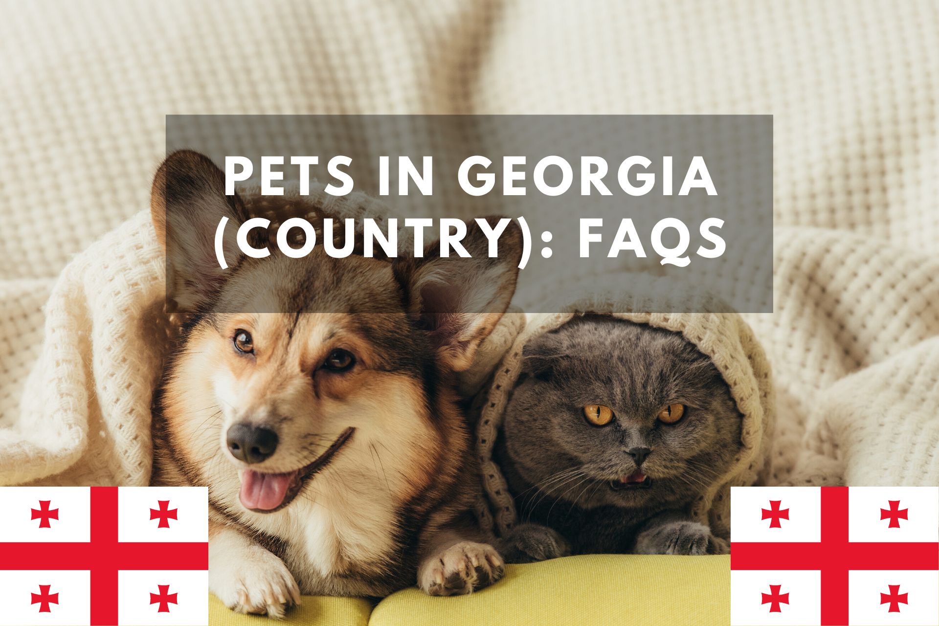 Pets in (Country) FAQs ExpatHub.GE (Tbilisi / Batumi,